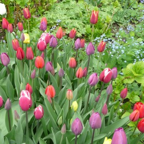 A Well-Watered Garden