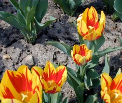 Tulips from dust